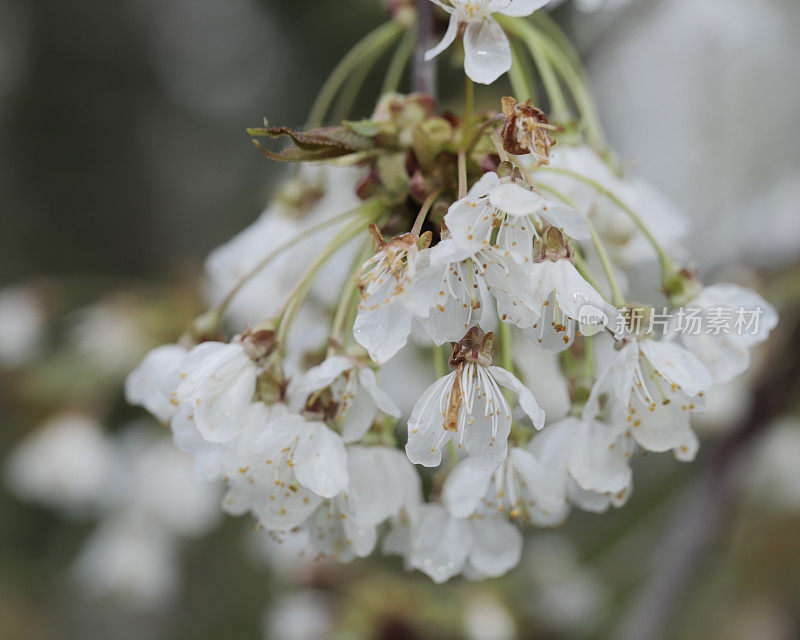 野樱桃(Prunus avium)花